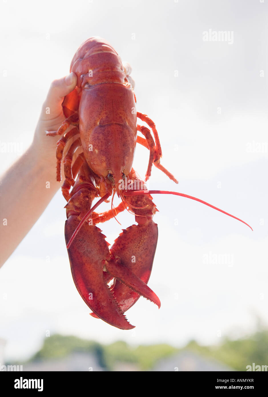 Man holding cooked lobster, Maine, United States Stock Photo Alamy