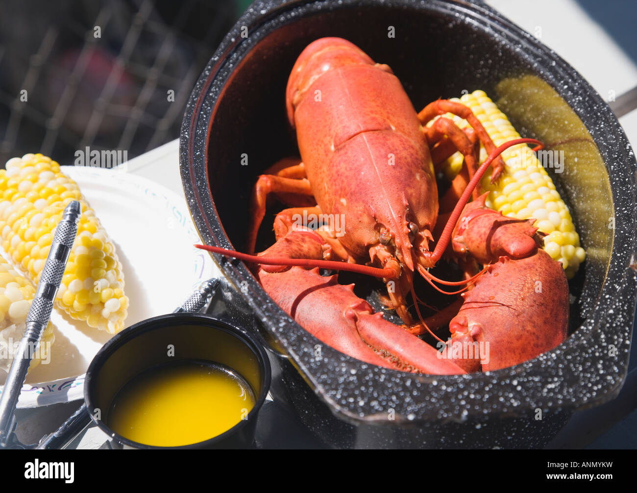 Cooked lobster in pot, Maine, United States Stock Photo