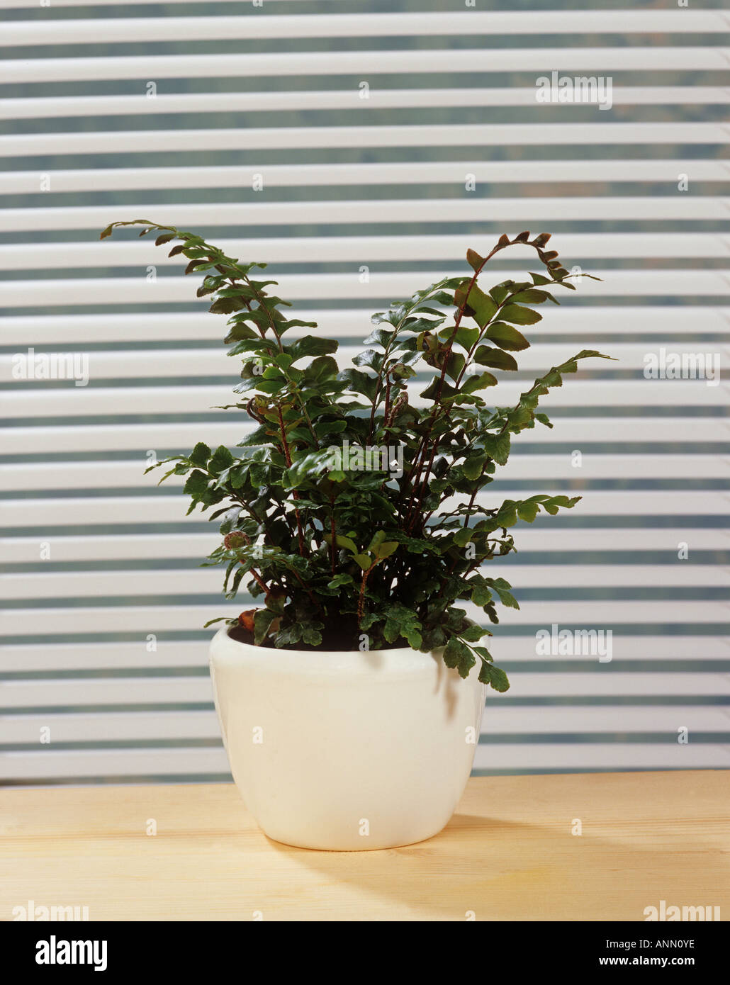 mahogany fern / Didymochlaena truncatula Stock Photo