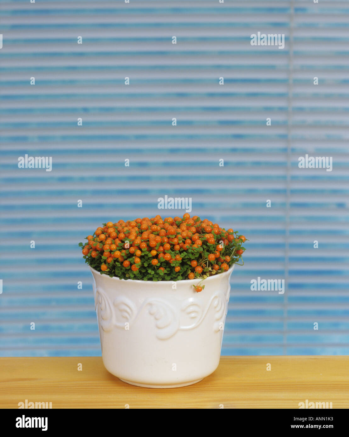 bead plant / Nertera granadensis Stock Photo