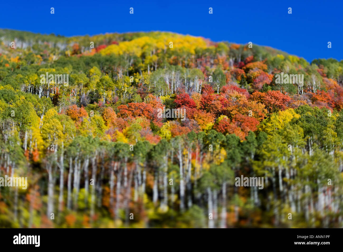 Lush foliage in the forest Stock Photo - Alamy