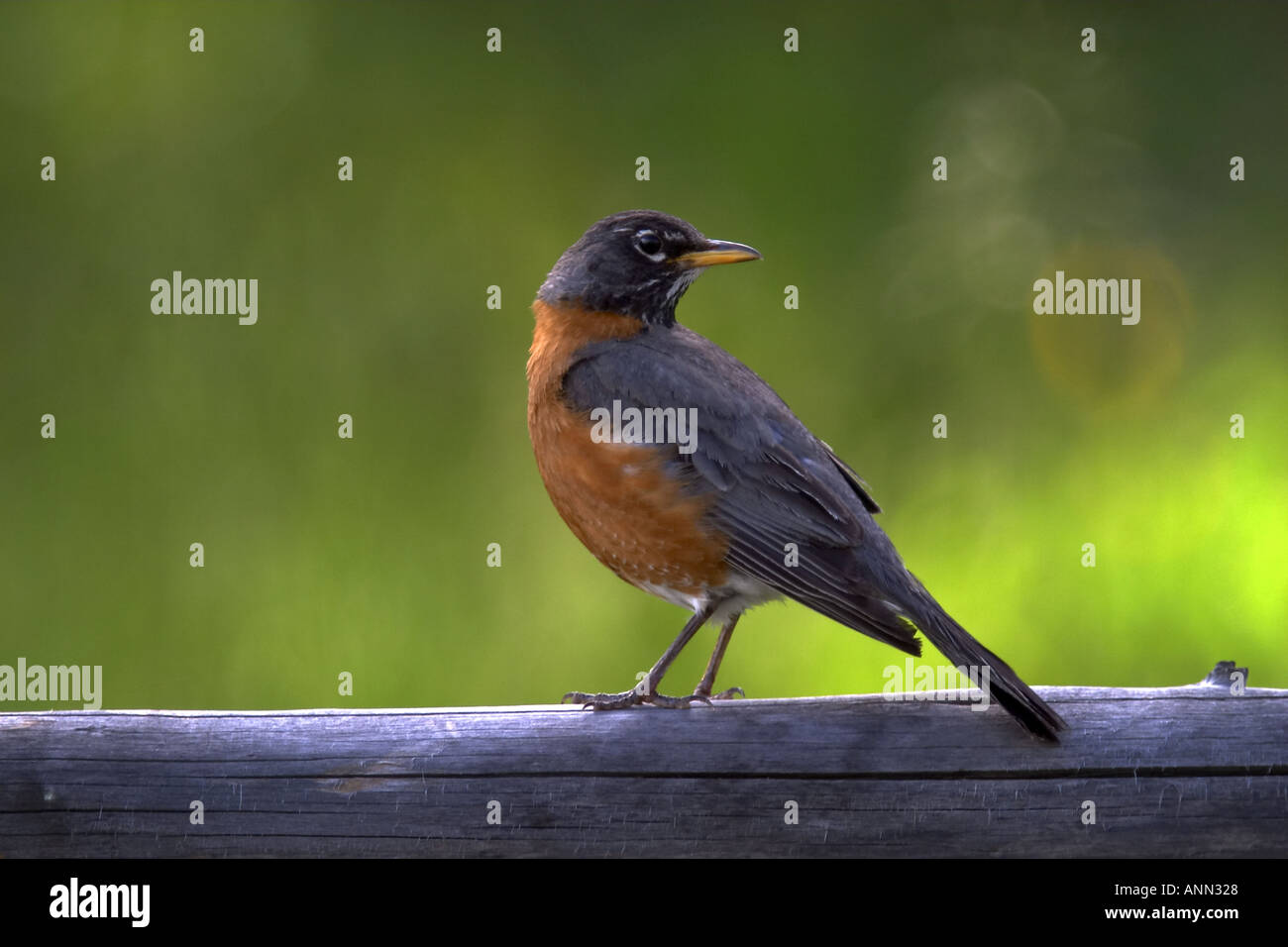 Robin on railing hi-res stock photography and images - Alamy