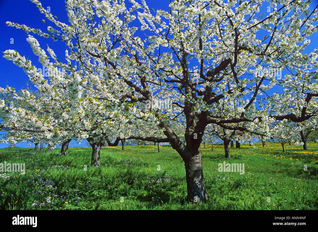 Various cherry blossoms hi-res stock photography and images - Alamy