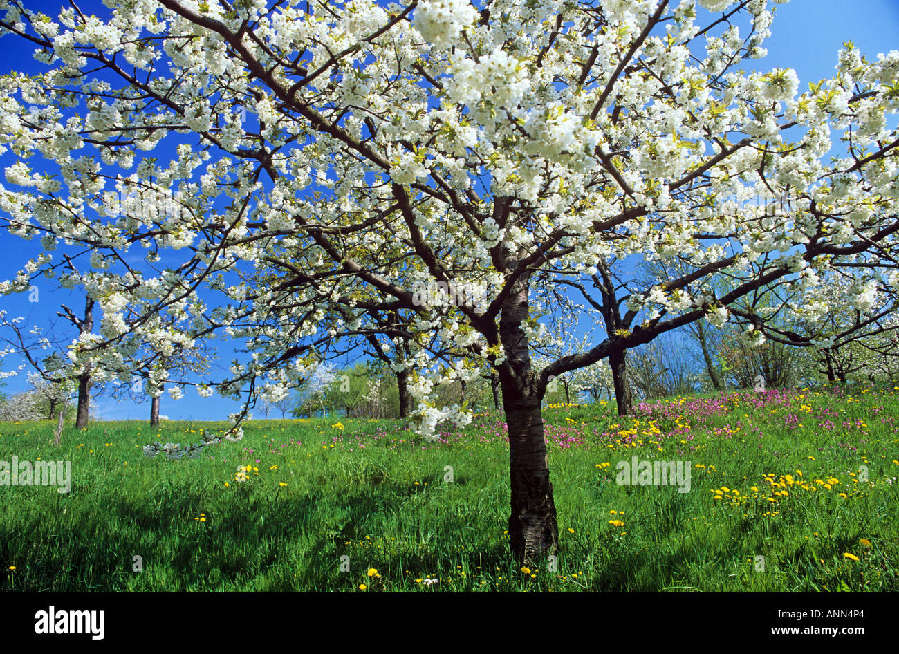 cherry tree blooming Stock Photo Alamy