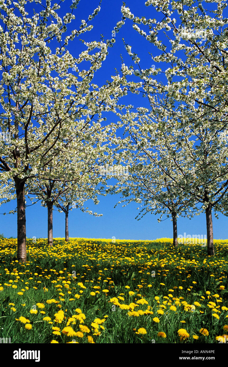 Cherry tree orchard dandelion hi-res stock photography and images - Alamy
