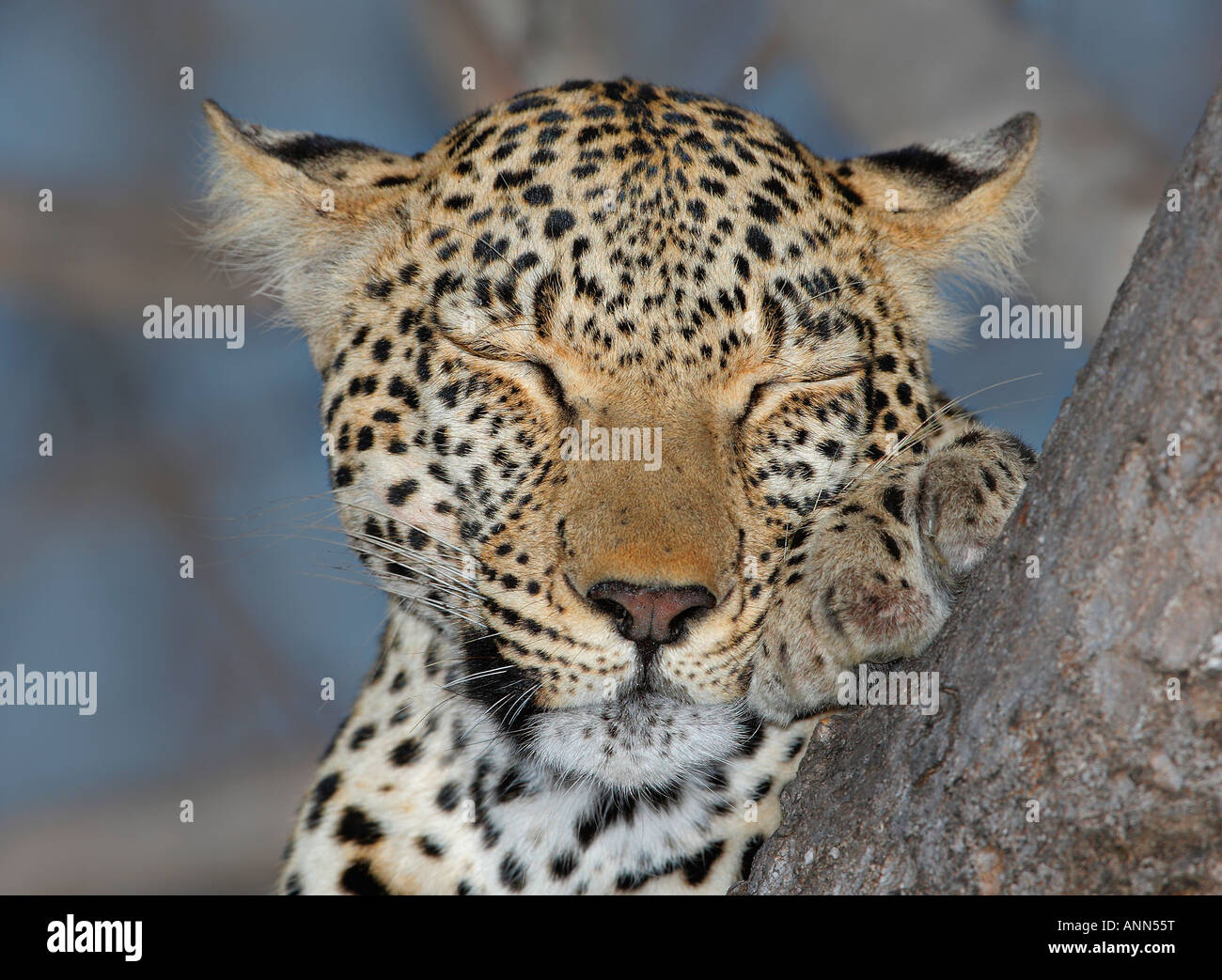 Close up of Leopard sleeping, Greater Kruger National Park, South Africa Stock Photo