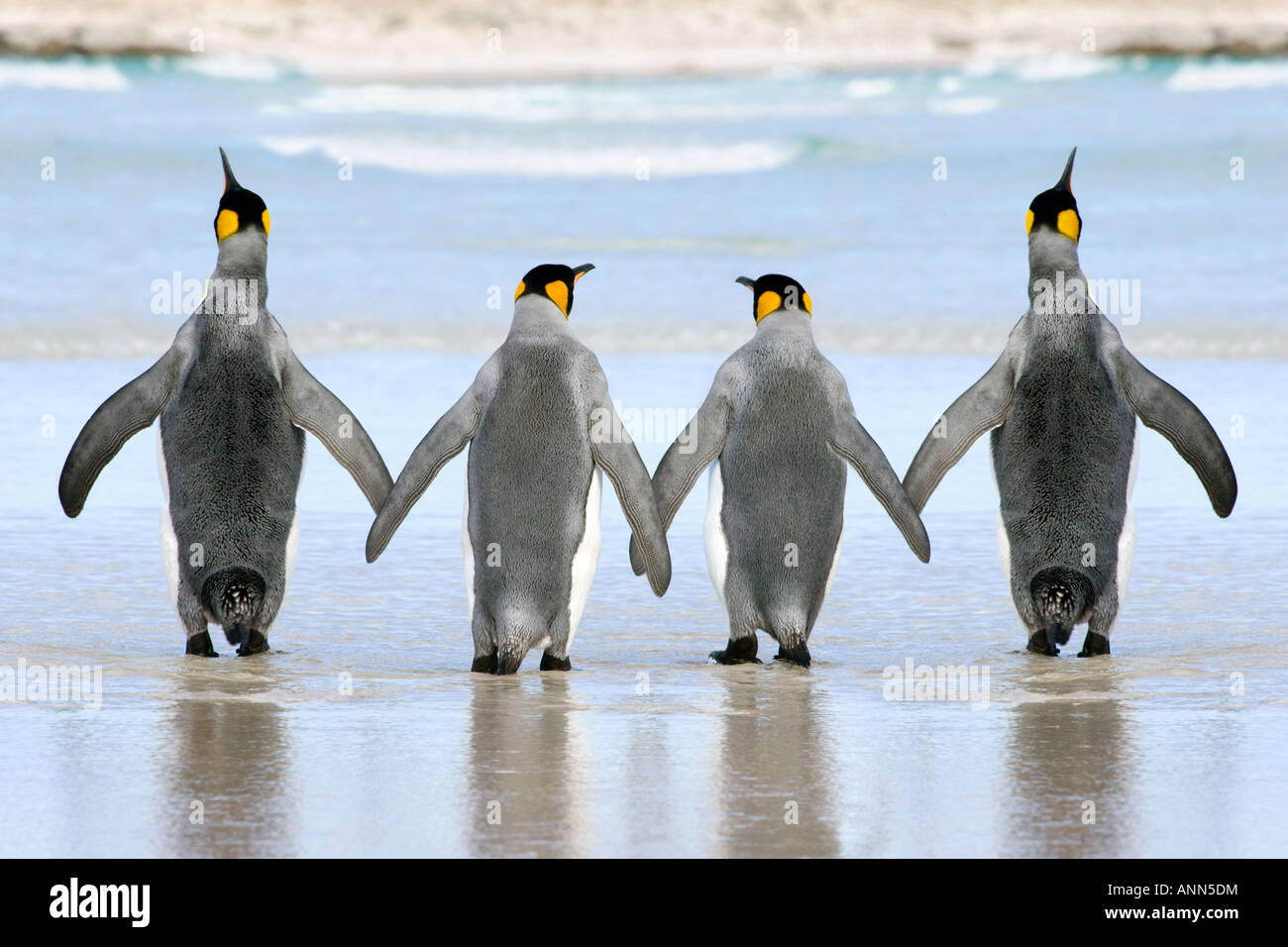 A group of 4 King Penguin crossing the sands hand in hand Stock Photo