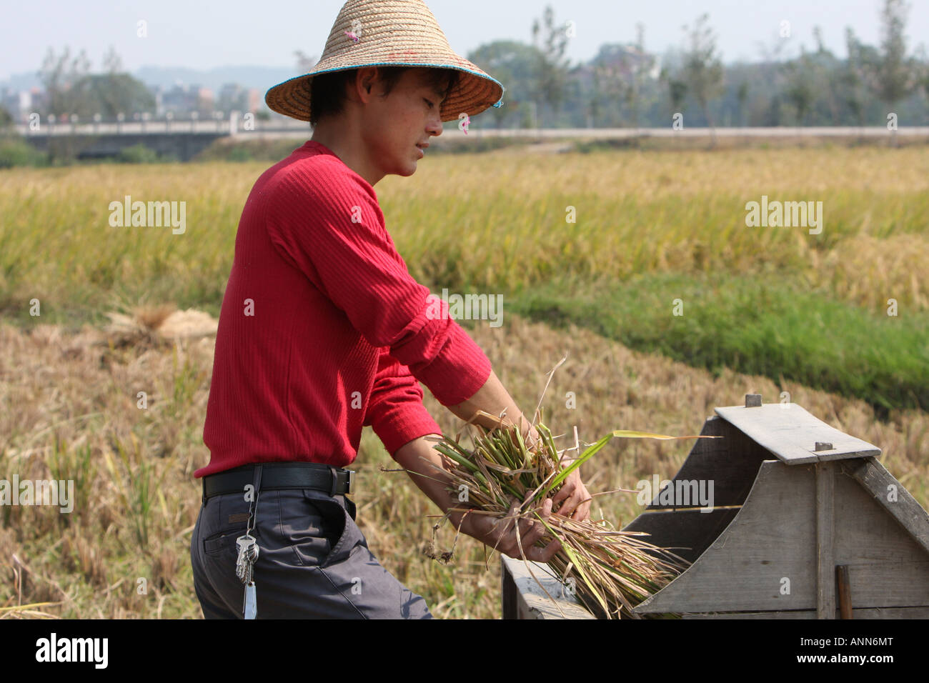 Cutting rice in China Stock Photo - Alamy