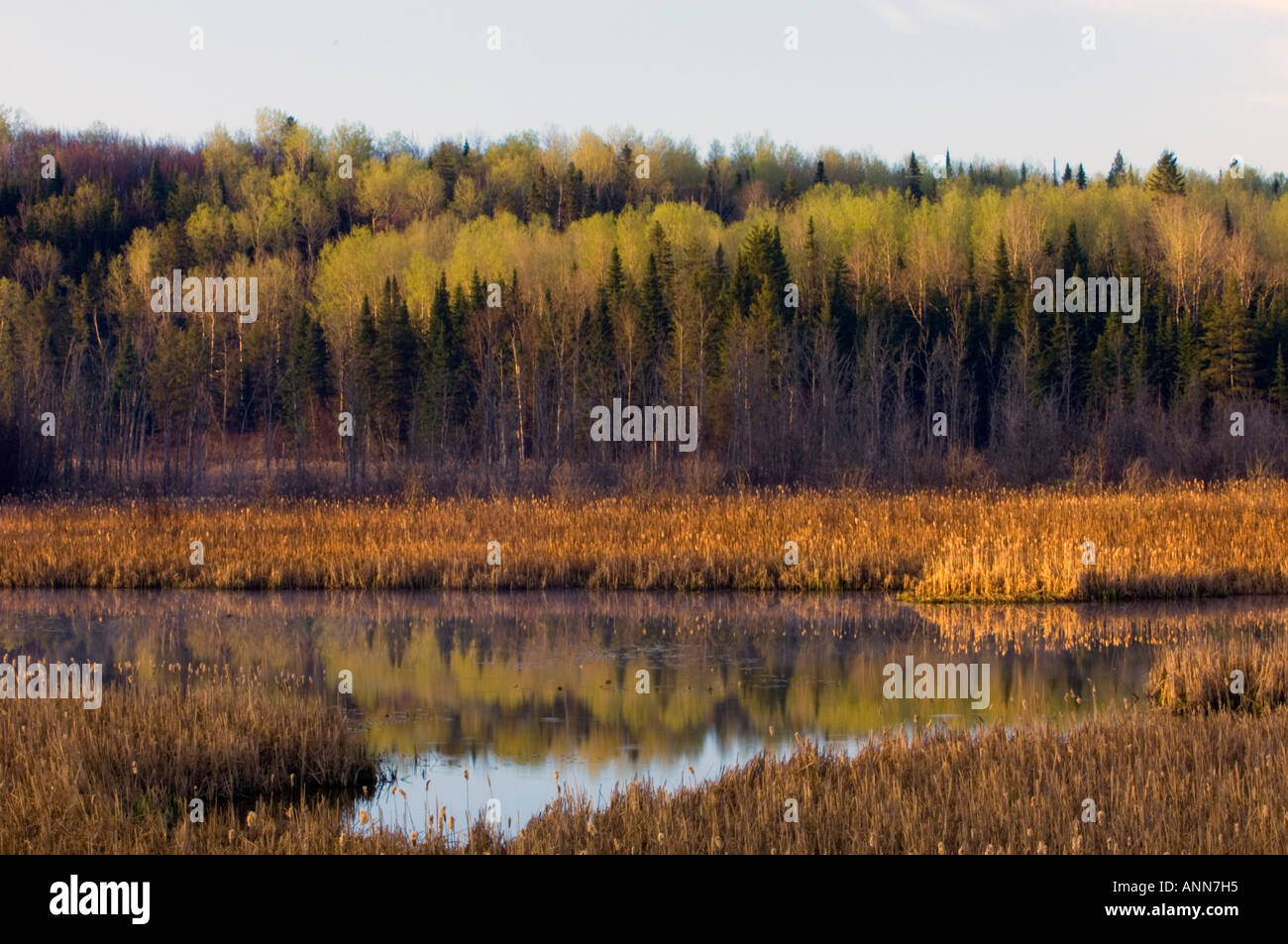 Mixed boreal forests hi-res stock photography and images - Alamy
