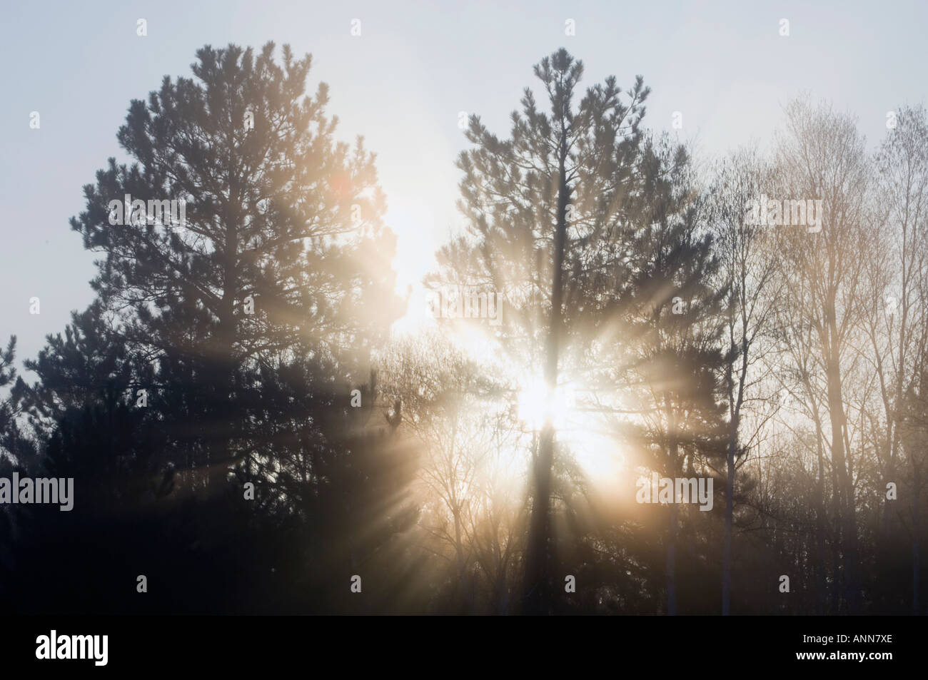 Sun streaming through morning mists and red pine around wetland Greater Sudbury Ontario Stock Photo