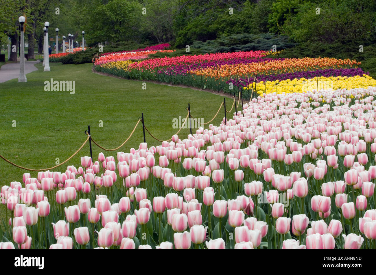 Tulip beds in Commissioners Park near Dows Lake Ottawa Ontario Stock