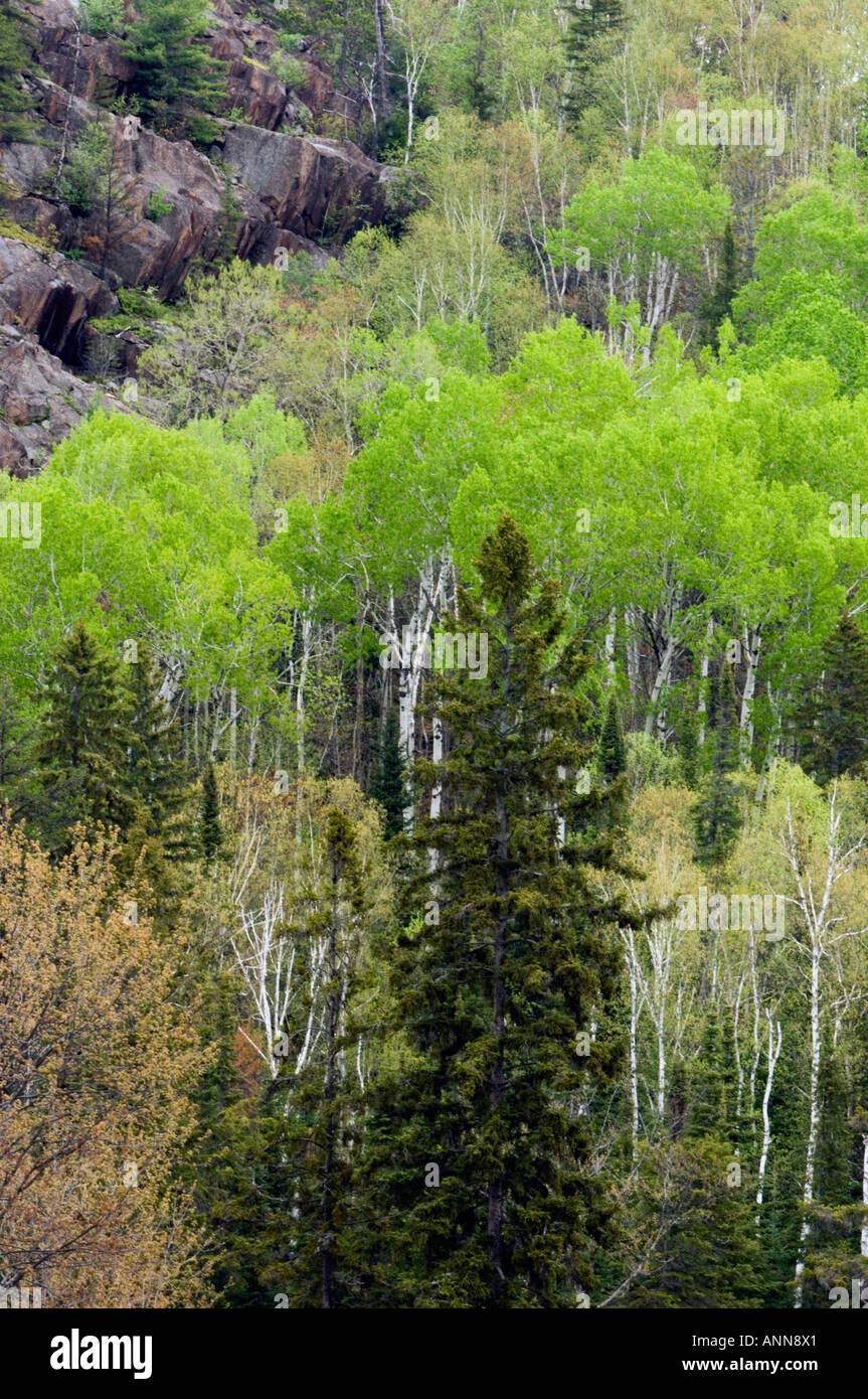 Mixed forest near Onaping River Greater Sudbury Ontario Stock Photo Alamy
