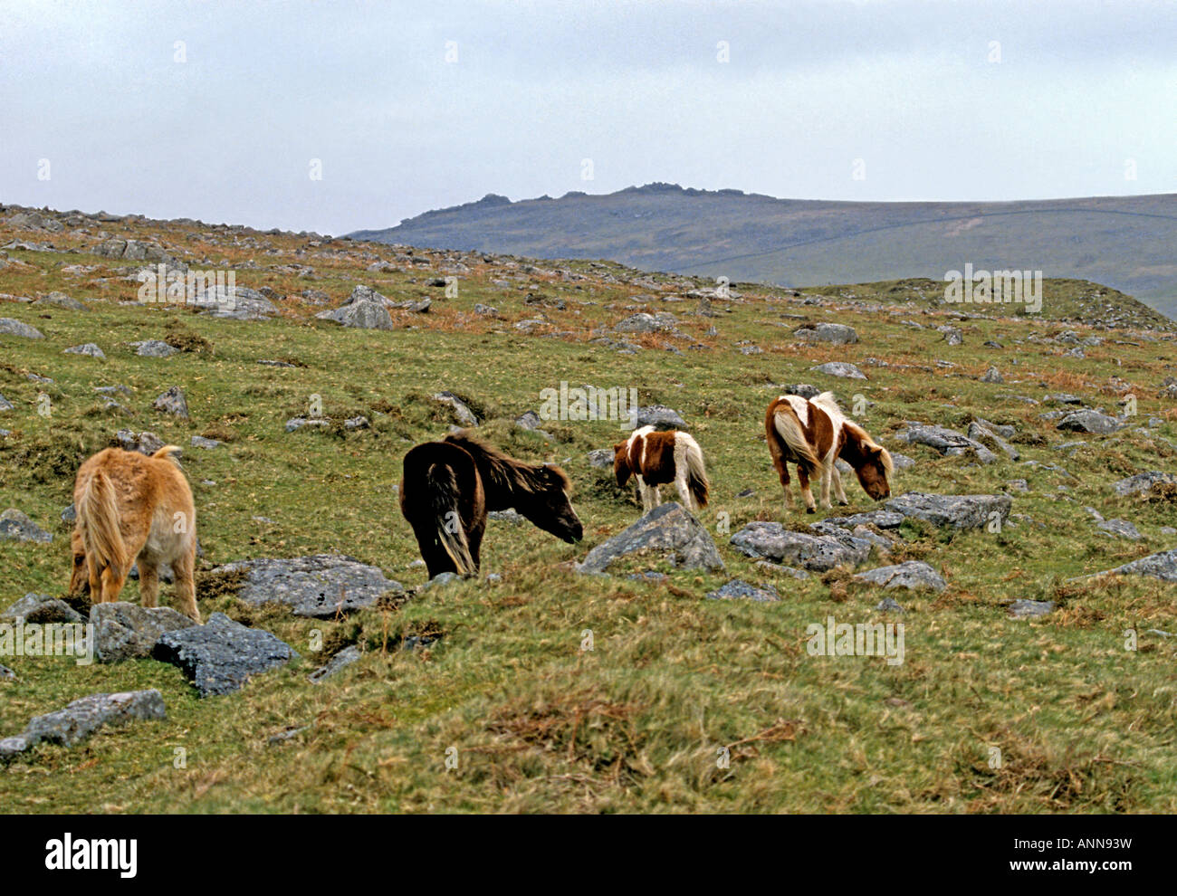 0130 Dartmoor Ponies Devon England Stock Photo Alamy