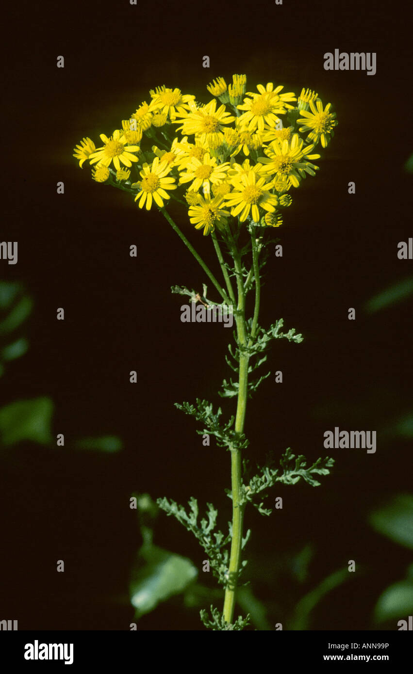 Common ragwort Senecio jacobaea Kent England Stock Photo - Alamy