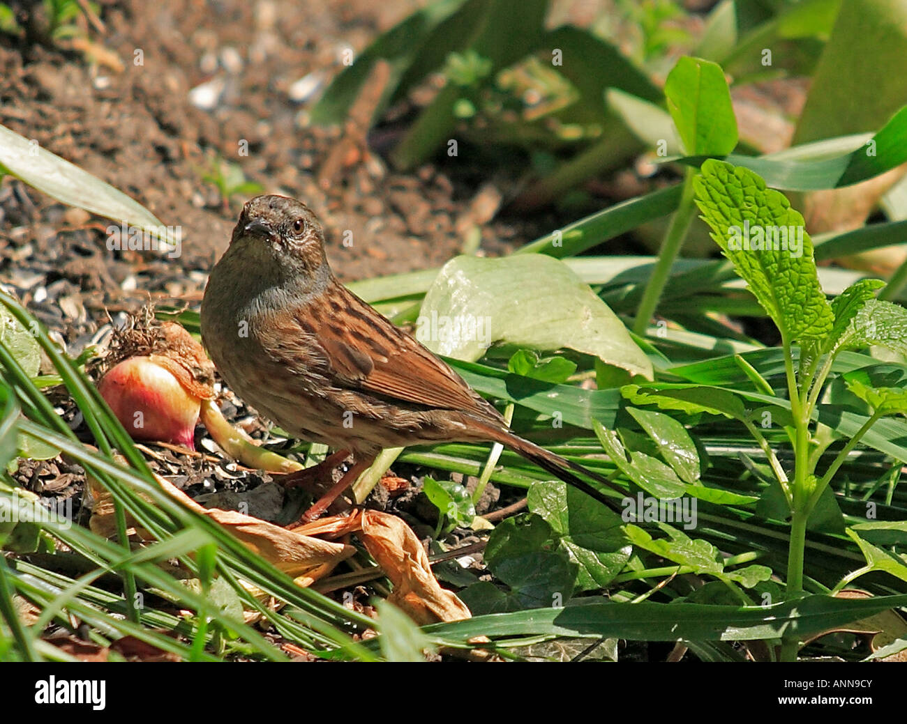 0133 Dunnock Kent England Stock Photo