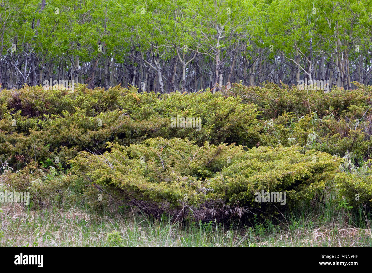 Upland alvar with aspen grove and juniper bushes La Cloche Island ...