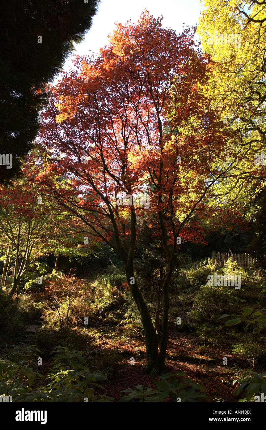 Autumn Colours at Cefn Onn Parc Stock Photo