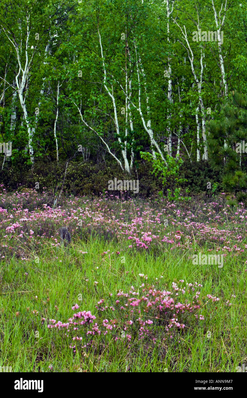 Wetland with blooming bog laurel and stand of white birch trees, Greater Sudbury, Ontario, Canada Stock Photo