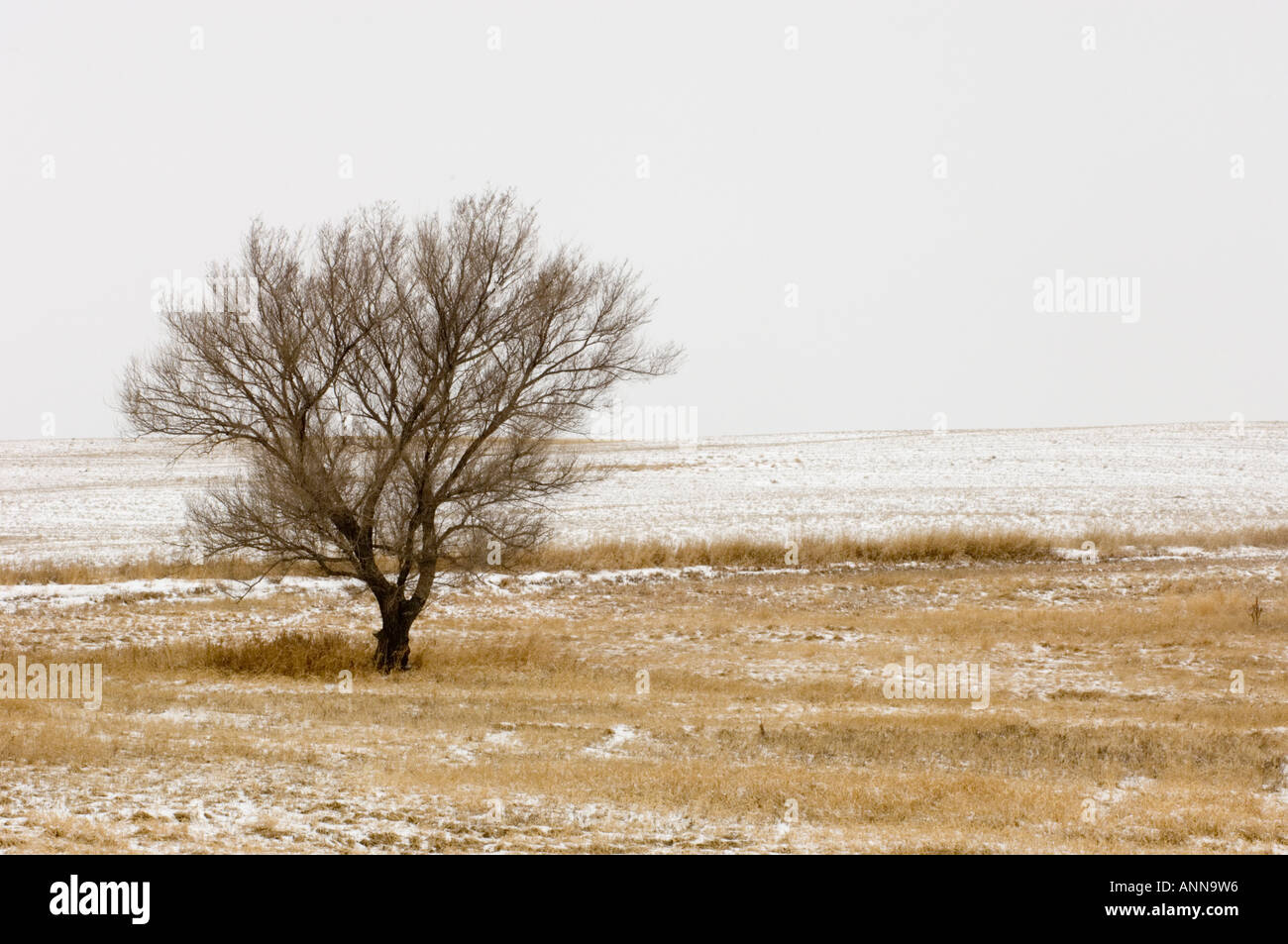 Shelter belt trees with fresh snow, Cadillac, Saskatchewan, Canada