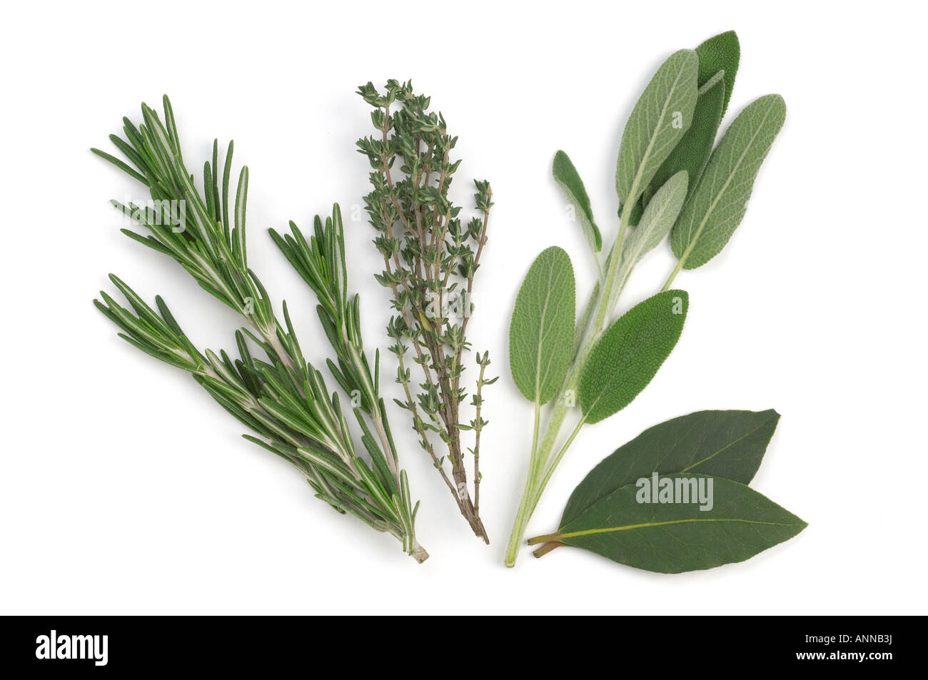 Fresh Herbs Rosemary Thyme Sage and Bay Leaves Stock Photo