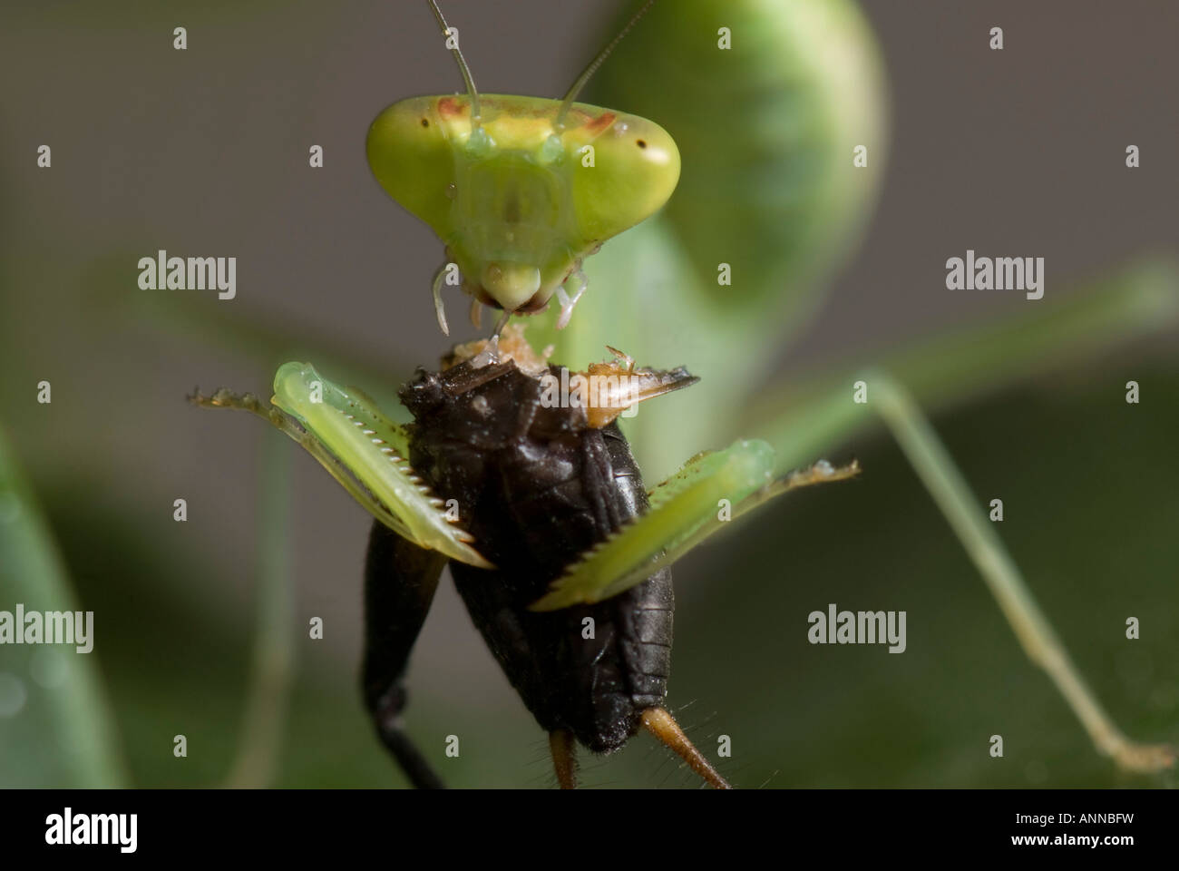 Praying mantis eating cricket Stock Photo