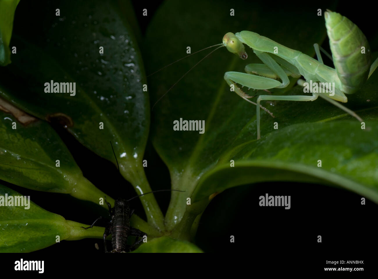 praying mantis stalking prey Stock Photo