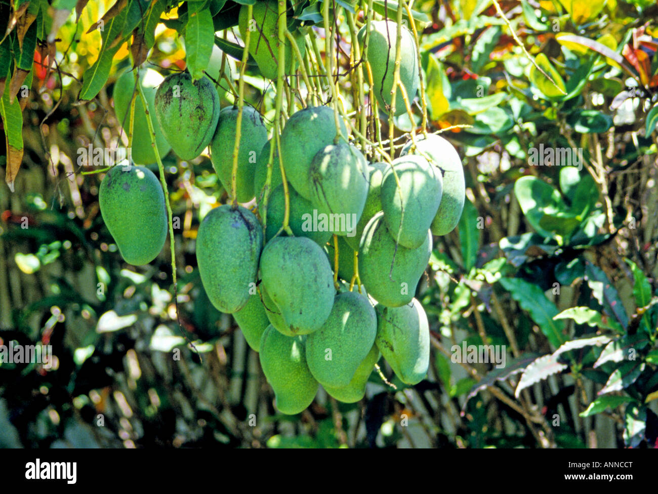 Jamaica mango hires stock photography and images Alamy