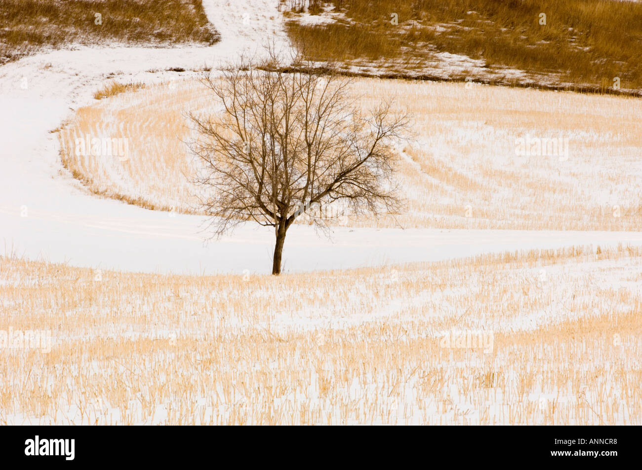 Snow dusted stubblefield and lone tree in pasture at dusk, Spruce Grove, Alberta, Canada Stock Photo