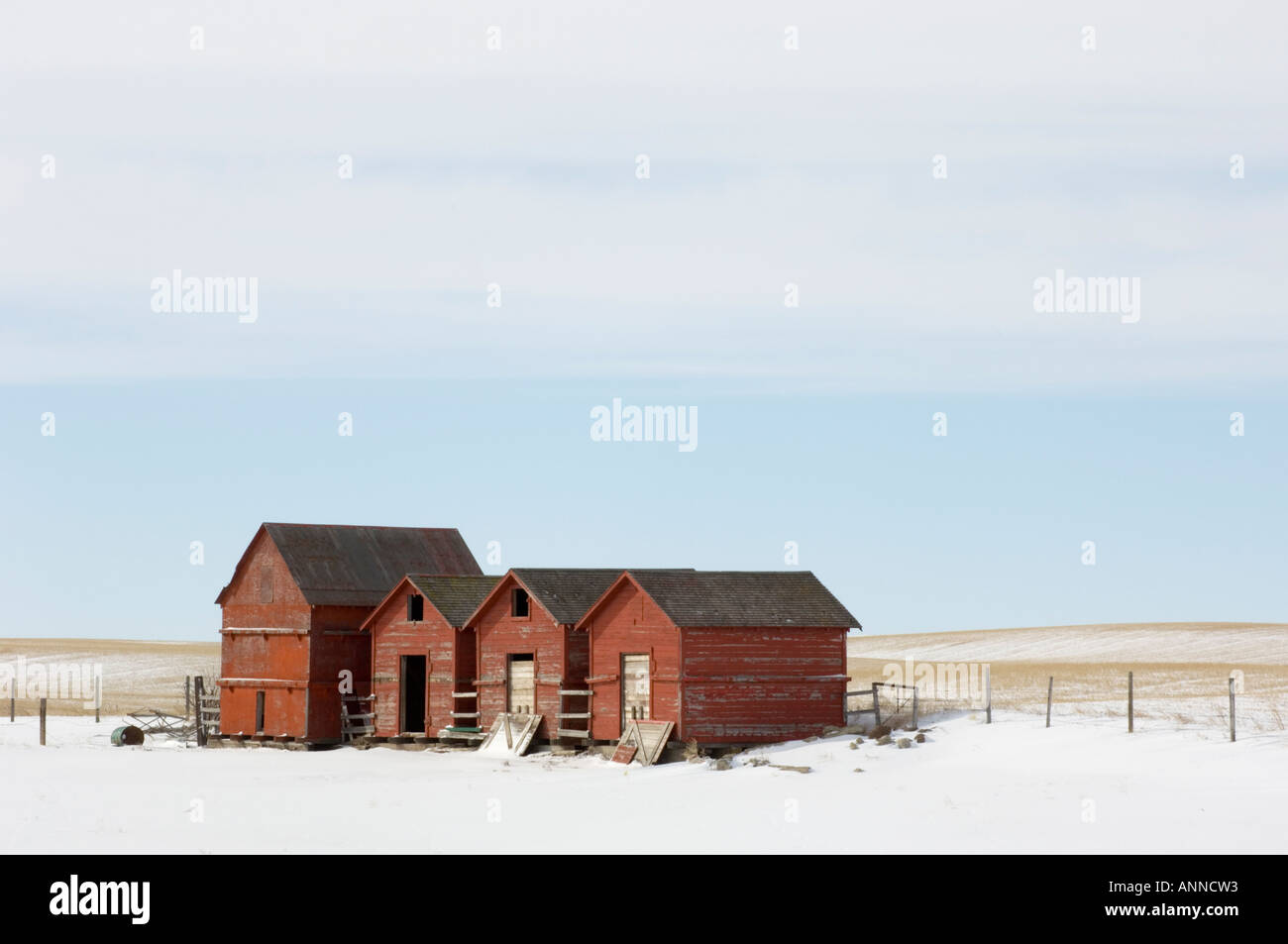 Red wooden graineries in snowy prairie, Hussar, Alberta, Canada Stock