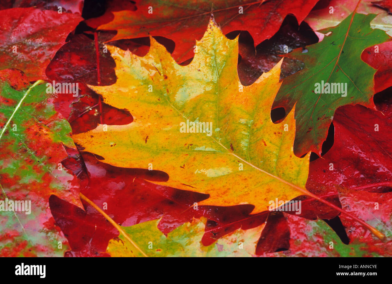 English oak autumn leaves quercus robur hi-res stock photography and ...