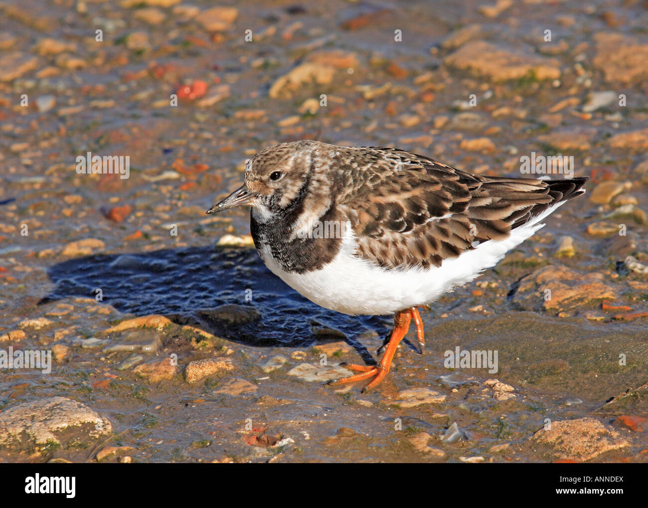 Turnstone on shore hi-res stock photography and images - Alamy