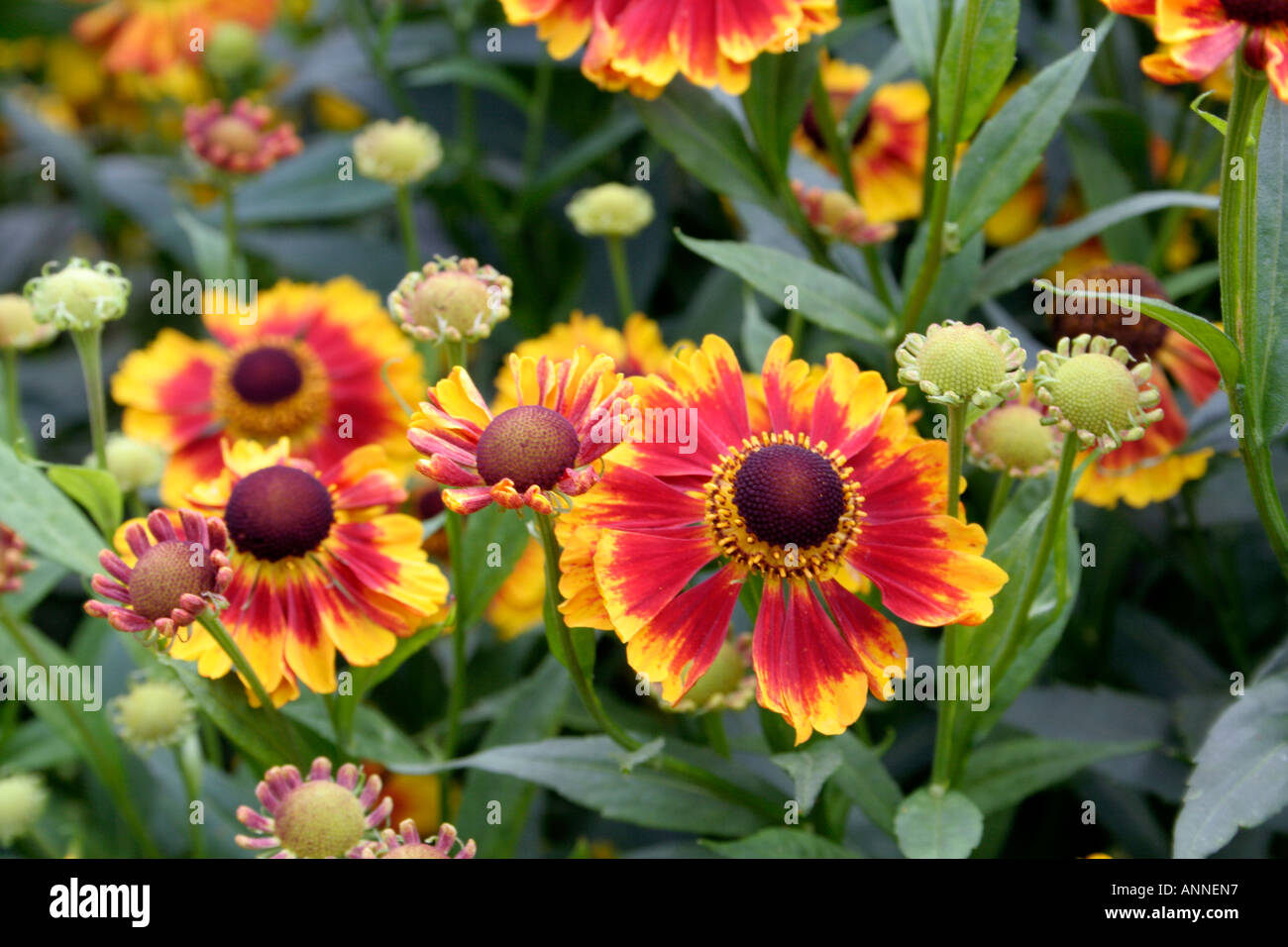 Helenium Biedermeier growing as part of the UK national collection at Holbrook Garden in Devon Stock Photo
