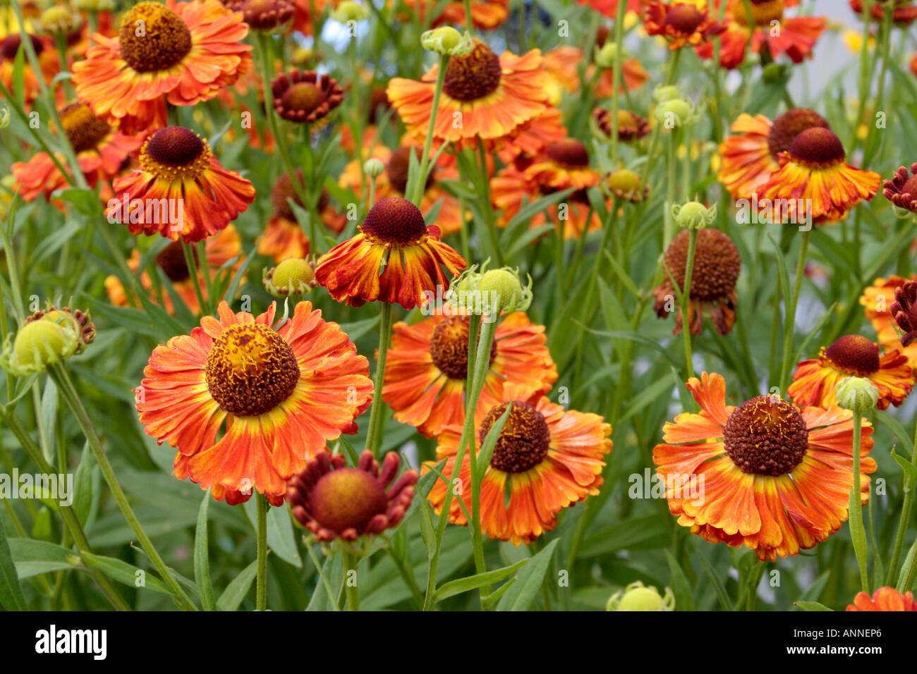 Helenium Chipperfield Orange blooming during August as part of the UK national helenium collection at Holbrook Garden in Devon Stock Photo