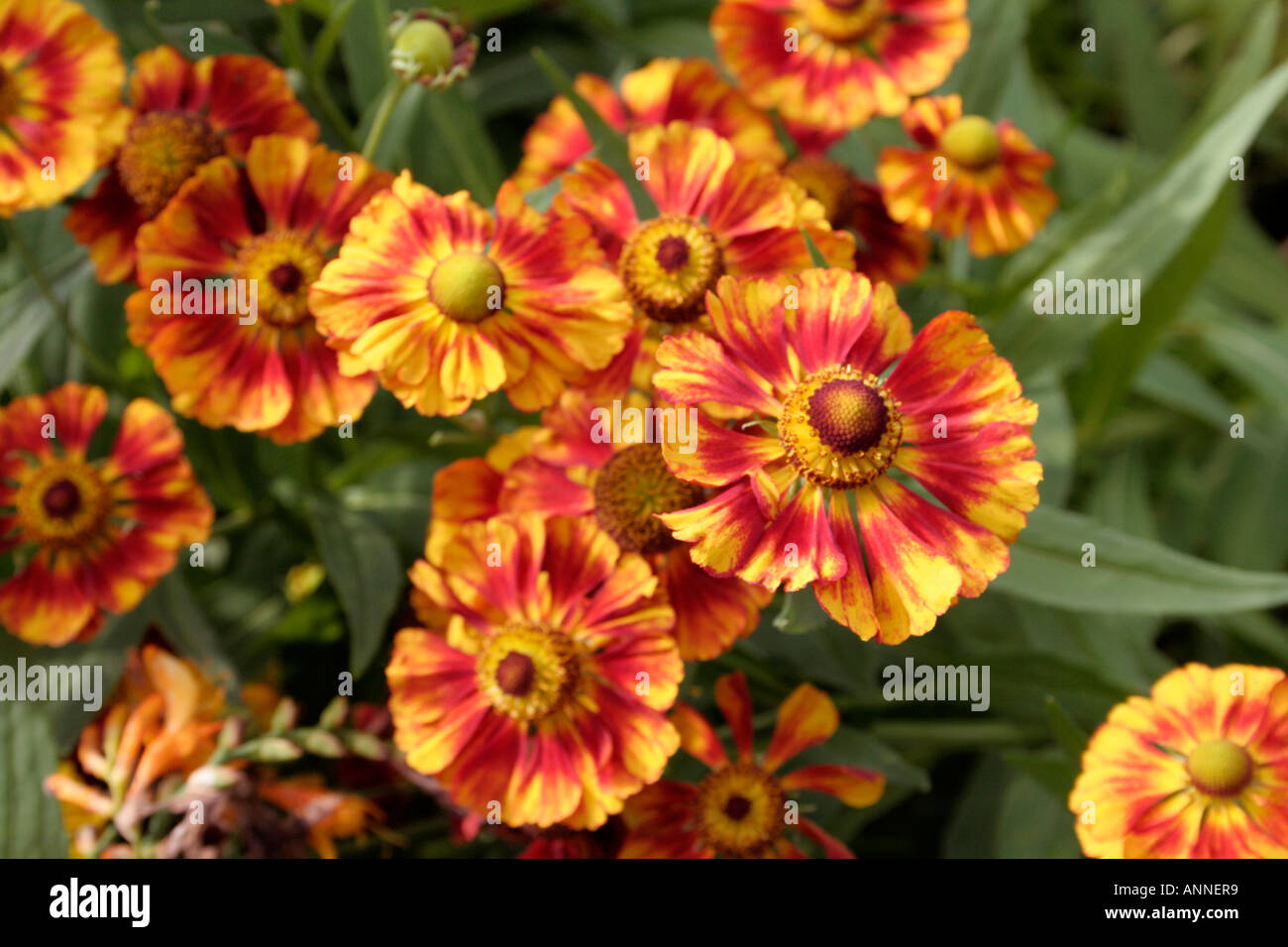 Helenium Ragamuffin a new introduction 2006 from UK collection holder Martin Hughes Jones Stock Photo