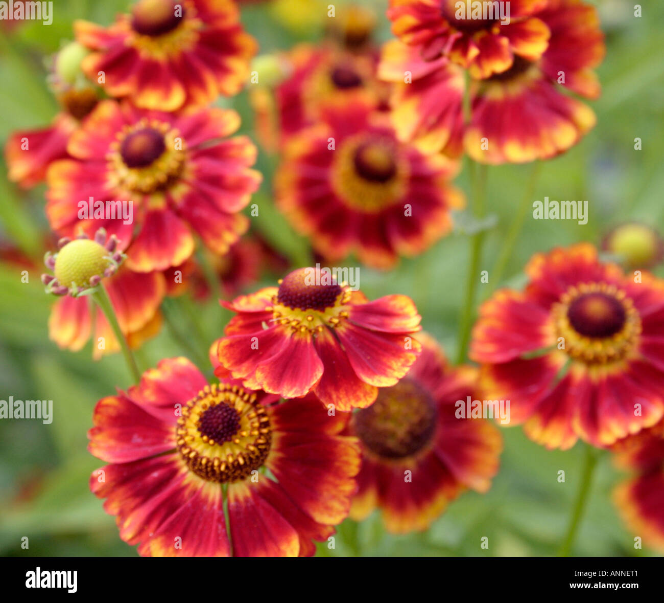 Helenium Fiesta growing as part of the UK national collection at Holbrook Garden in Devon UK Stock Photo