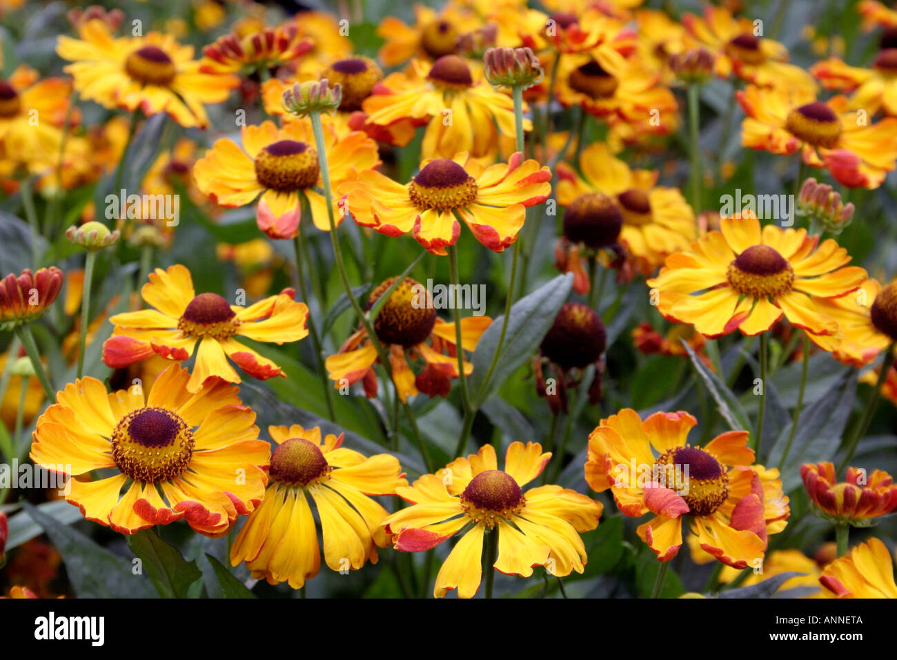 Helenium Rauchtopas a superb new introduction from Uwe Peglow Stock Photo