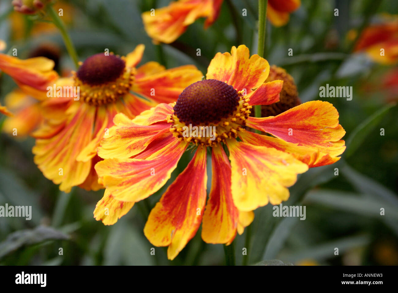 Helenium Flammenrad a Karl Foerster introduction the genuine plant in the UK national collection Stock Photo