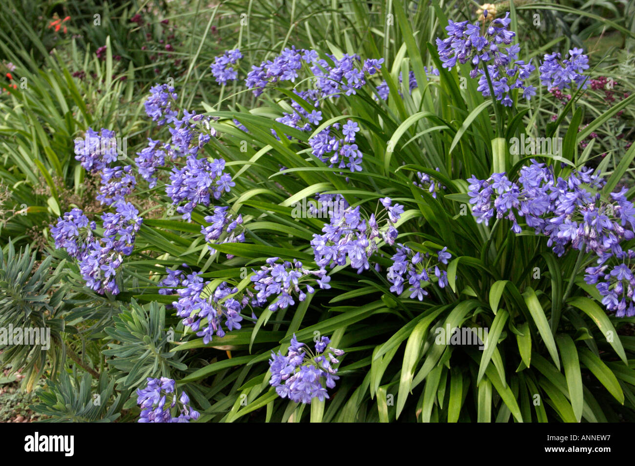 A selected seedling of Agapanthus Headbourne hybrid blooming at Holbrook Garden in Devon Stock Photo