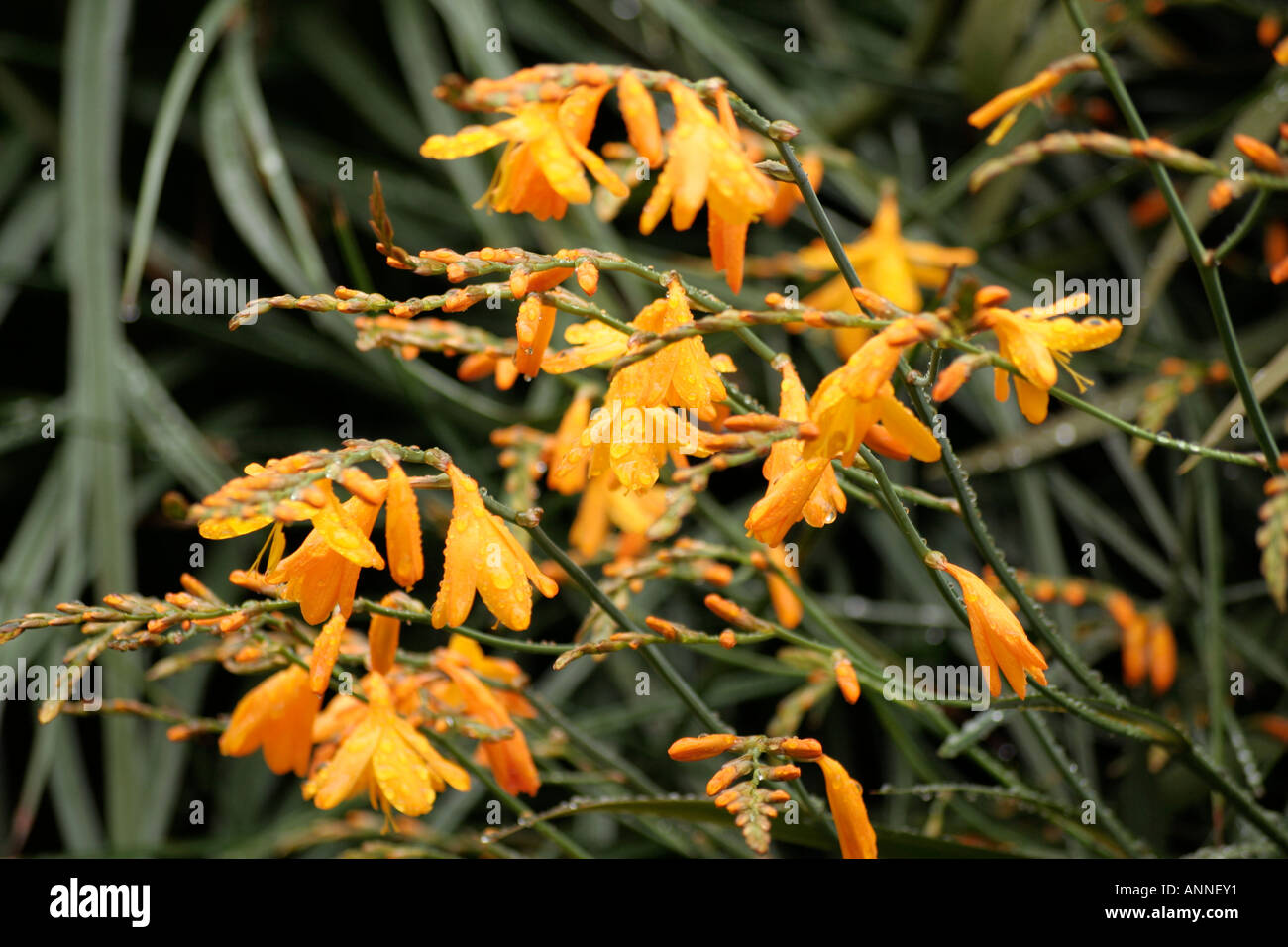 Crocosmia Gerbe d'Or after a shower of rain in Holbrook garden Stock Photo