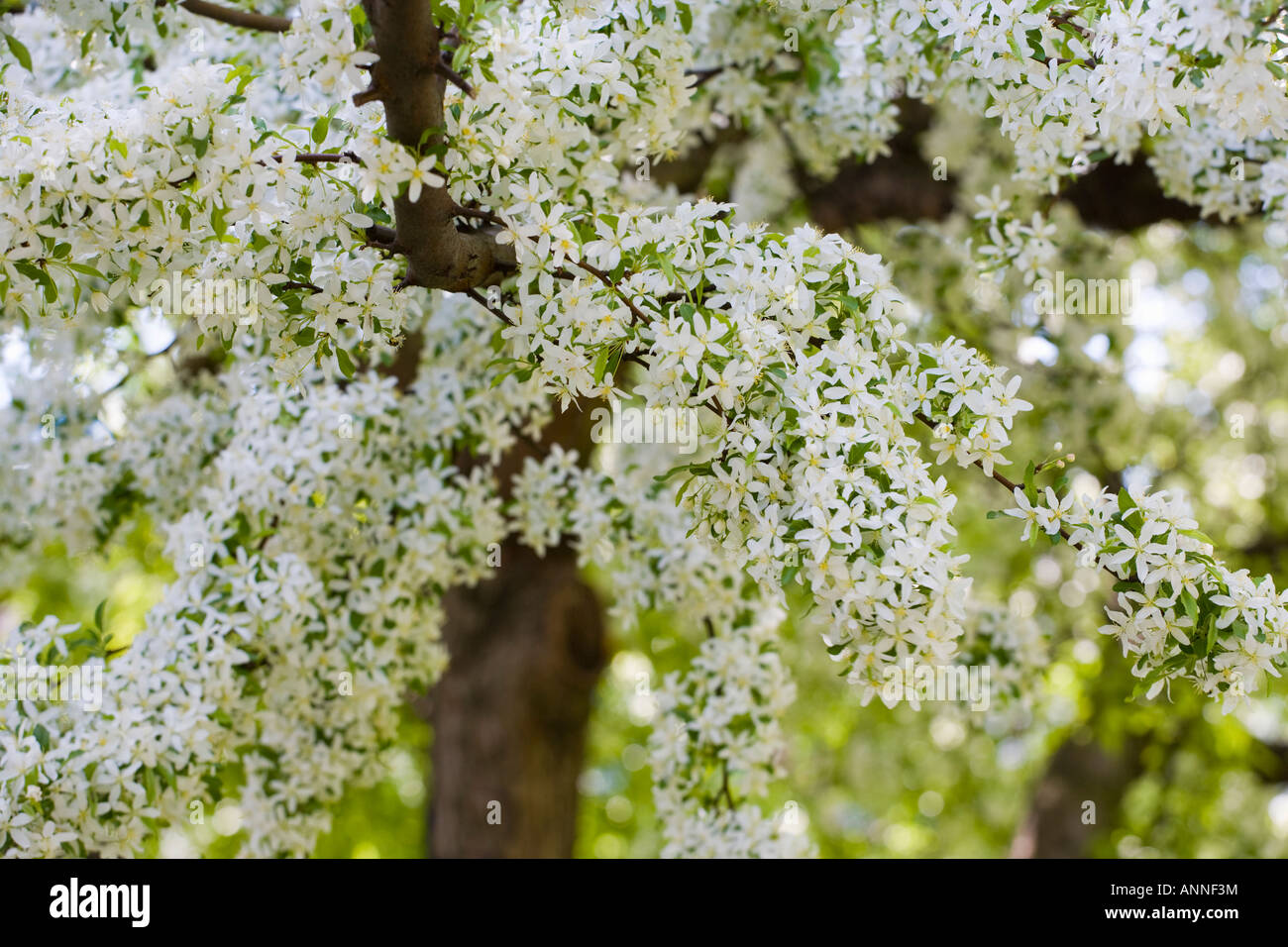 USA Washington DC Cherry Blossom Stock Photo