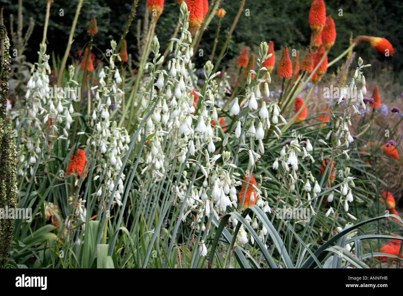 Galtonia candicans and Kniphofia uvaria nobilis flowering in Holbrook Garden Devon during August Stock Photo