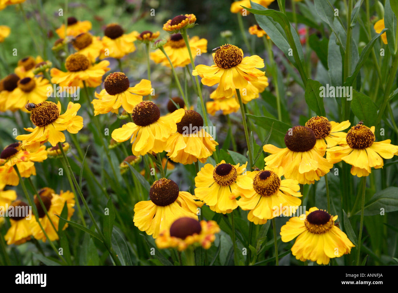 Helenium El Dorado a superb new variety to provide strong yellows in the garden Stock Photo