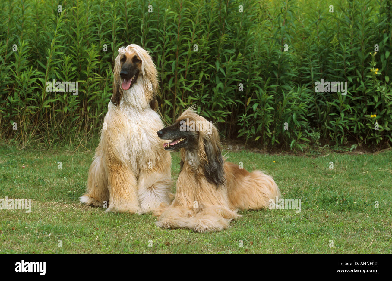 two Afghan Hounds on meadow Stock Photo