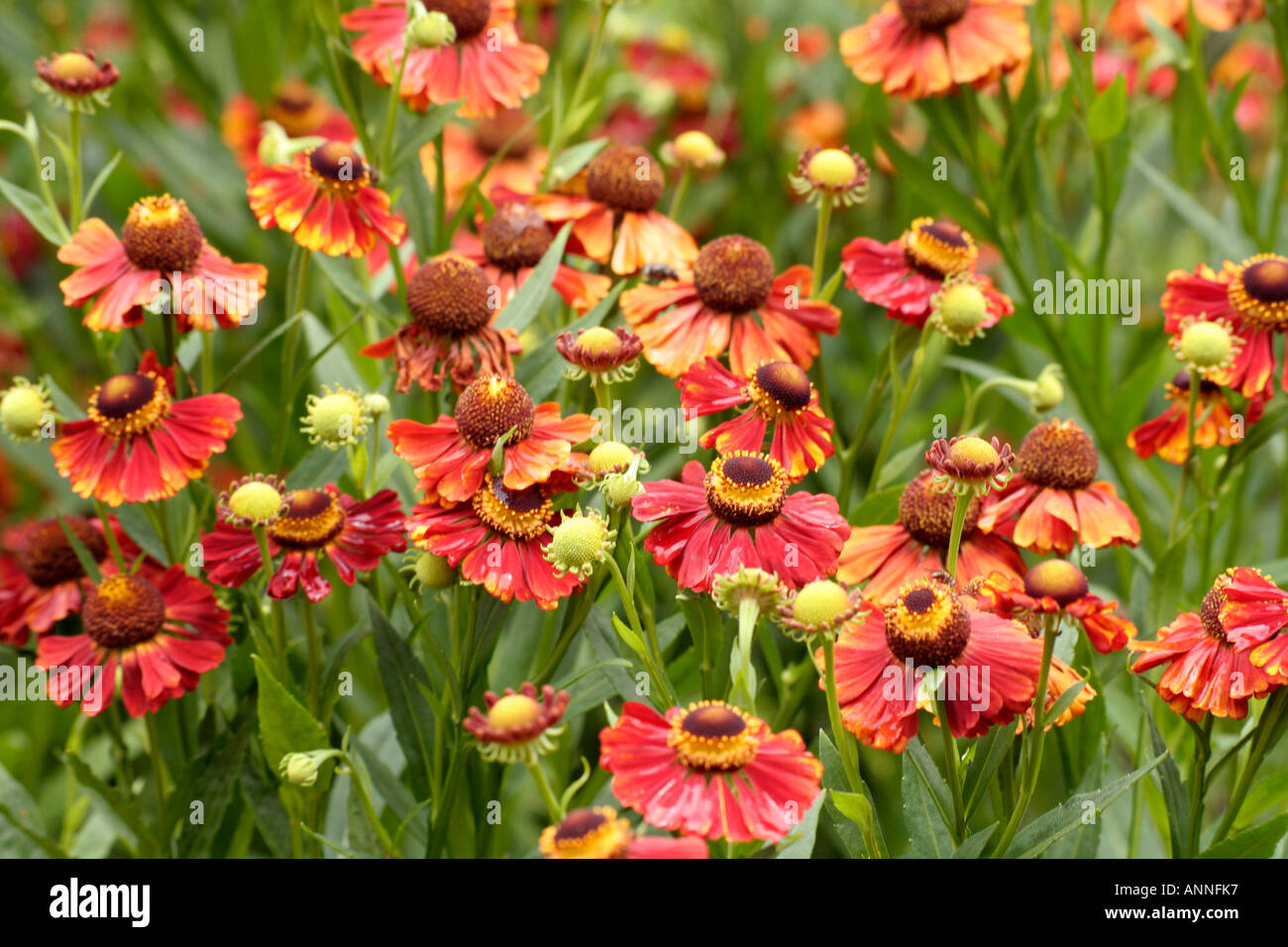 Helenium Flammendes Kätchen growing as part of the UK national Collection at Holbrook garden in Devon Stock Photo