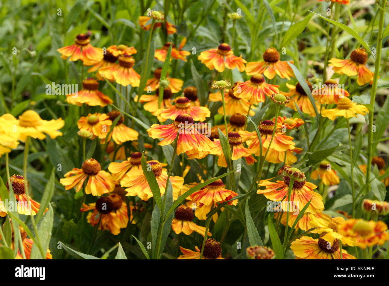 Helenium Flammenrad the true form of this variety growing as part of the UK National Helenium collection at Holbrook Garden Stock Photo