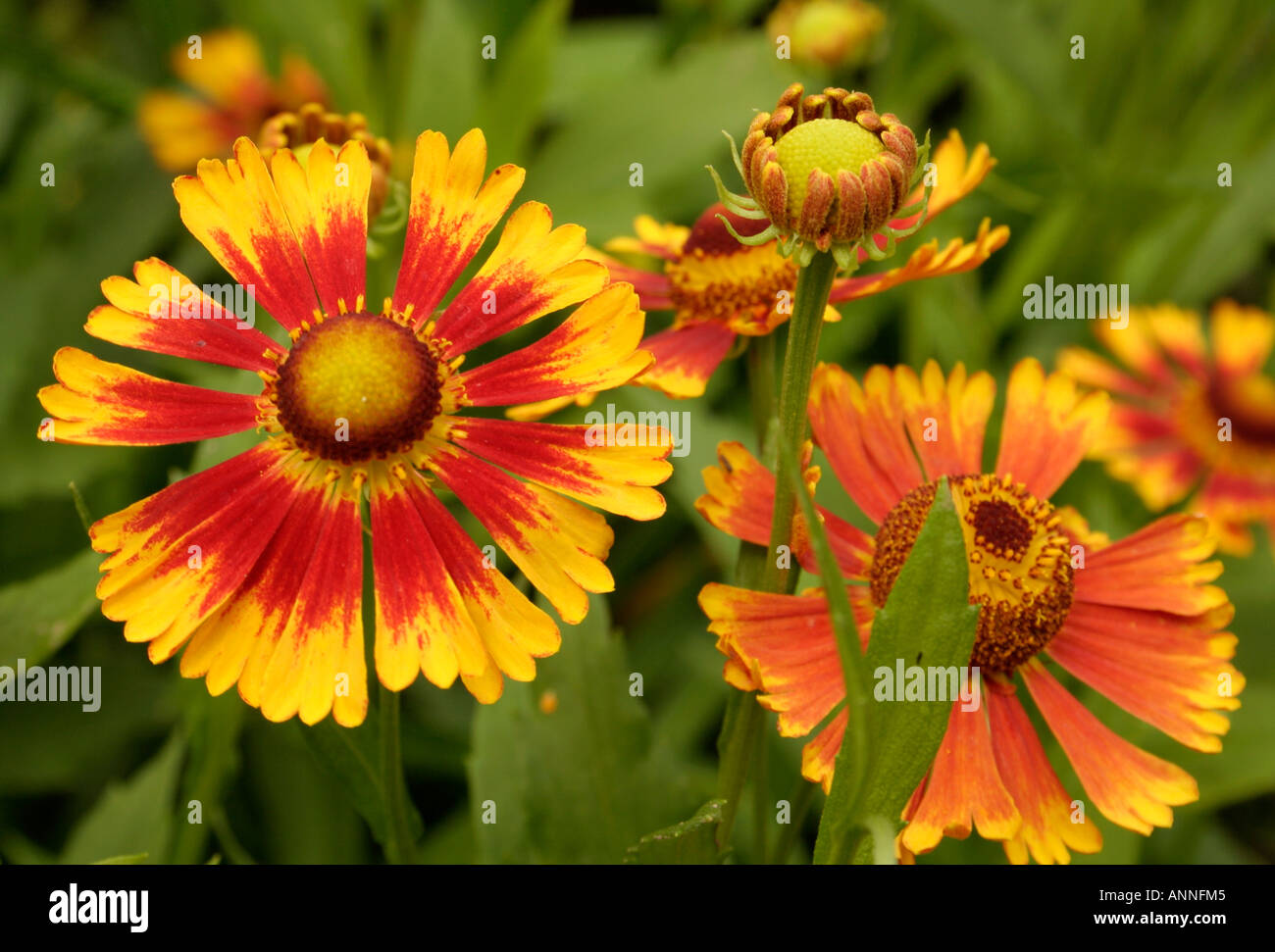 Helenium Gay go Round growing in the UK National Collection at Holbrook Garden in Devon Stock Photo