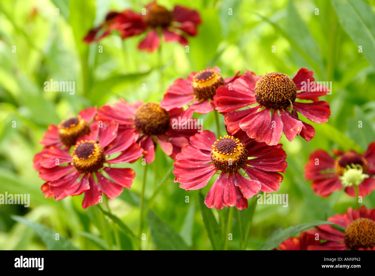 Helenium Julisamt growing as part of the National Collection at Holbrook Garden in Devon Stock Photo