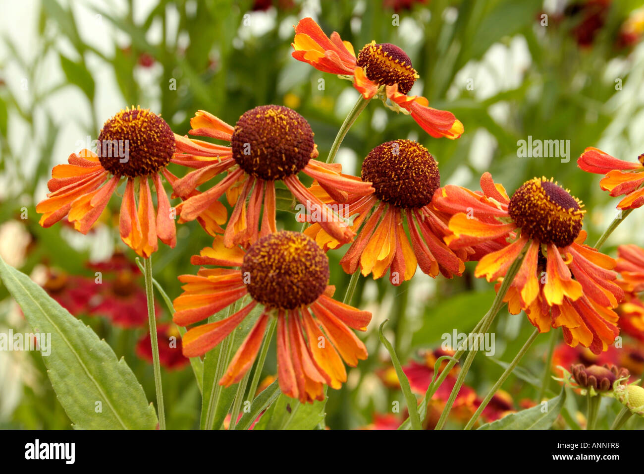 Helenium Wagon Wheel growing as part of the UK national collection at Holbrook Garden in Devon Stock Photo