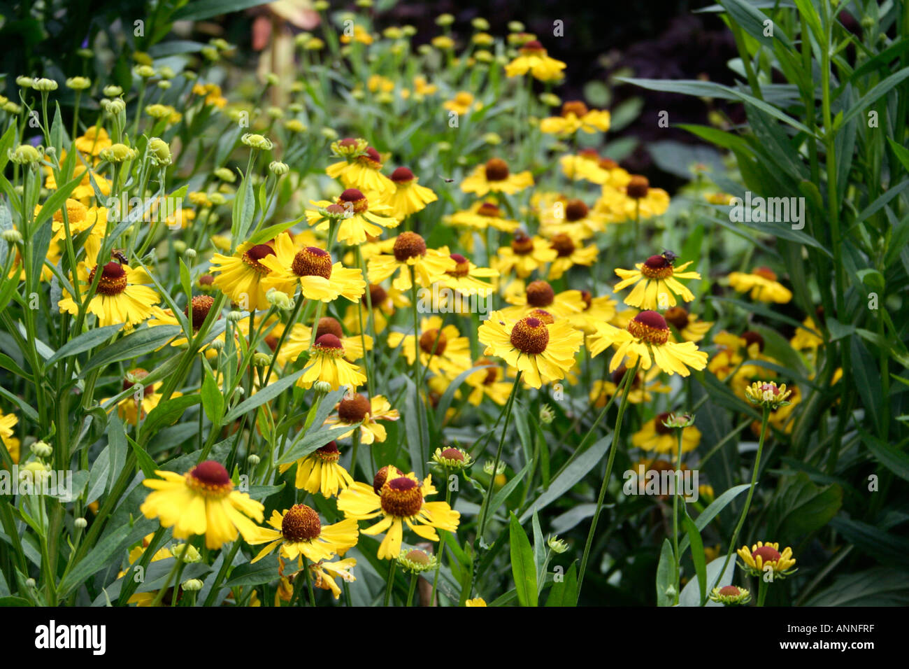Helenium Wesergold growing as part of the UK national collection at Holbrook Garden in Devon Stock Photo