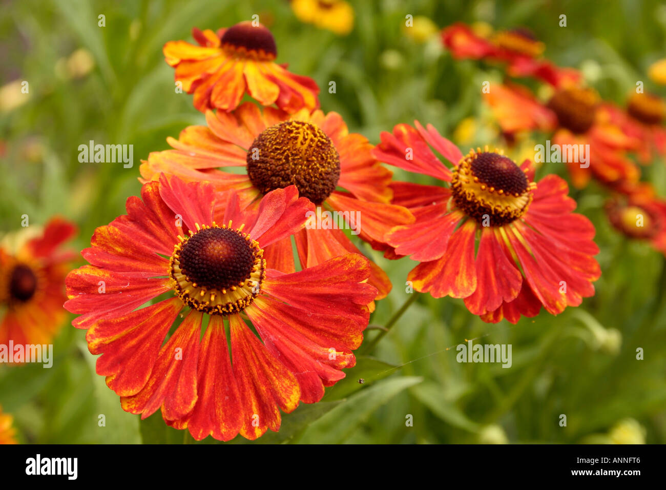 Helenium Wonadonga growing as part of the UK national collection at Holbrook Garden in Devon Stock Photo